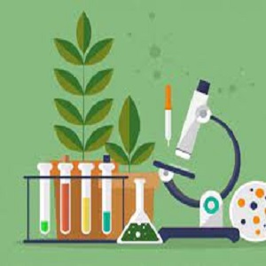 اول سیب سرخ